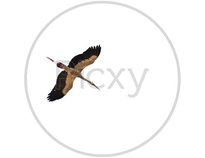 High key image of a bird in flight