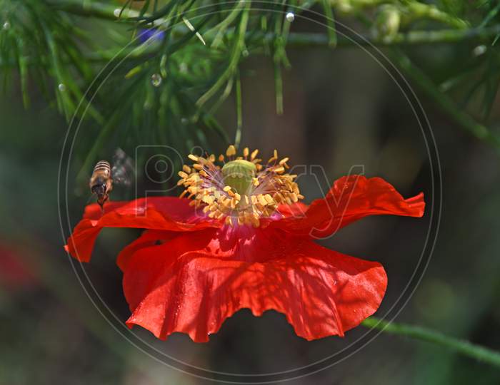 Red Corn Poppy Flower In the Spring Season.