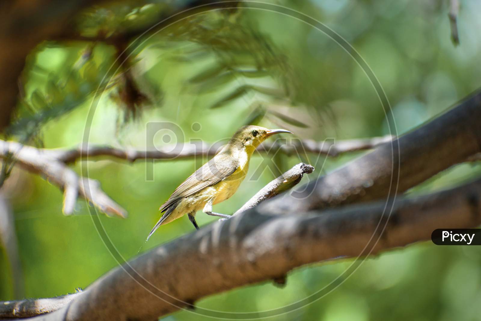 A yellow bird sitting on a branch