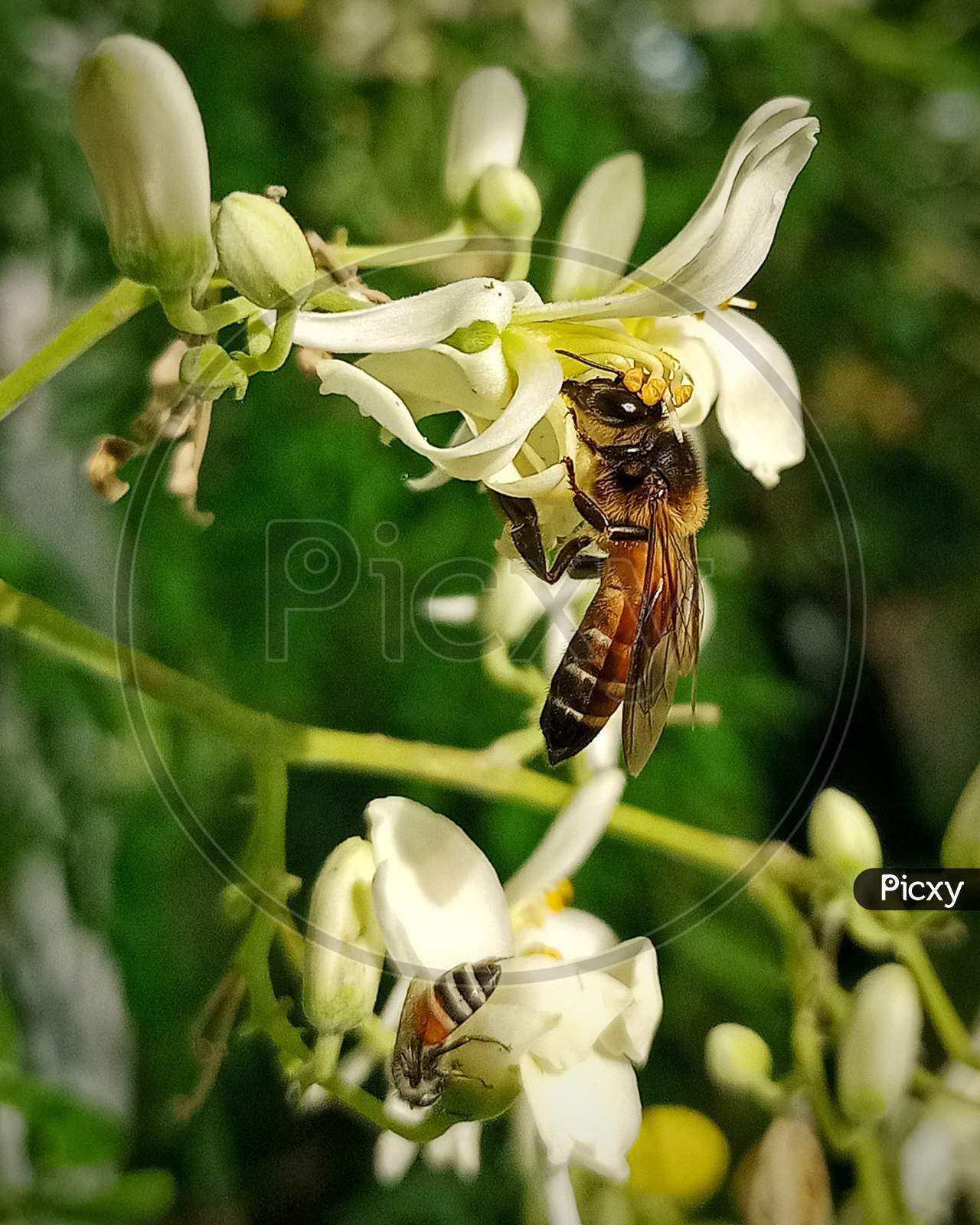 Honeybee getting its meal and helping pollination.