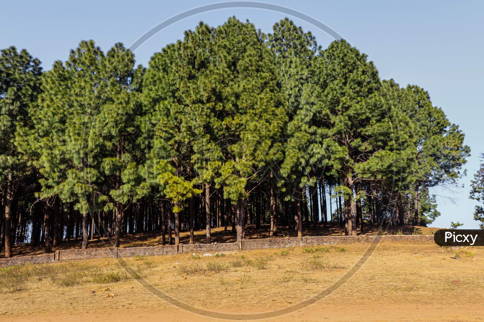Pine forest in wide angle