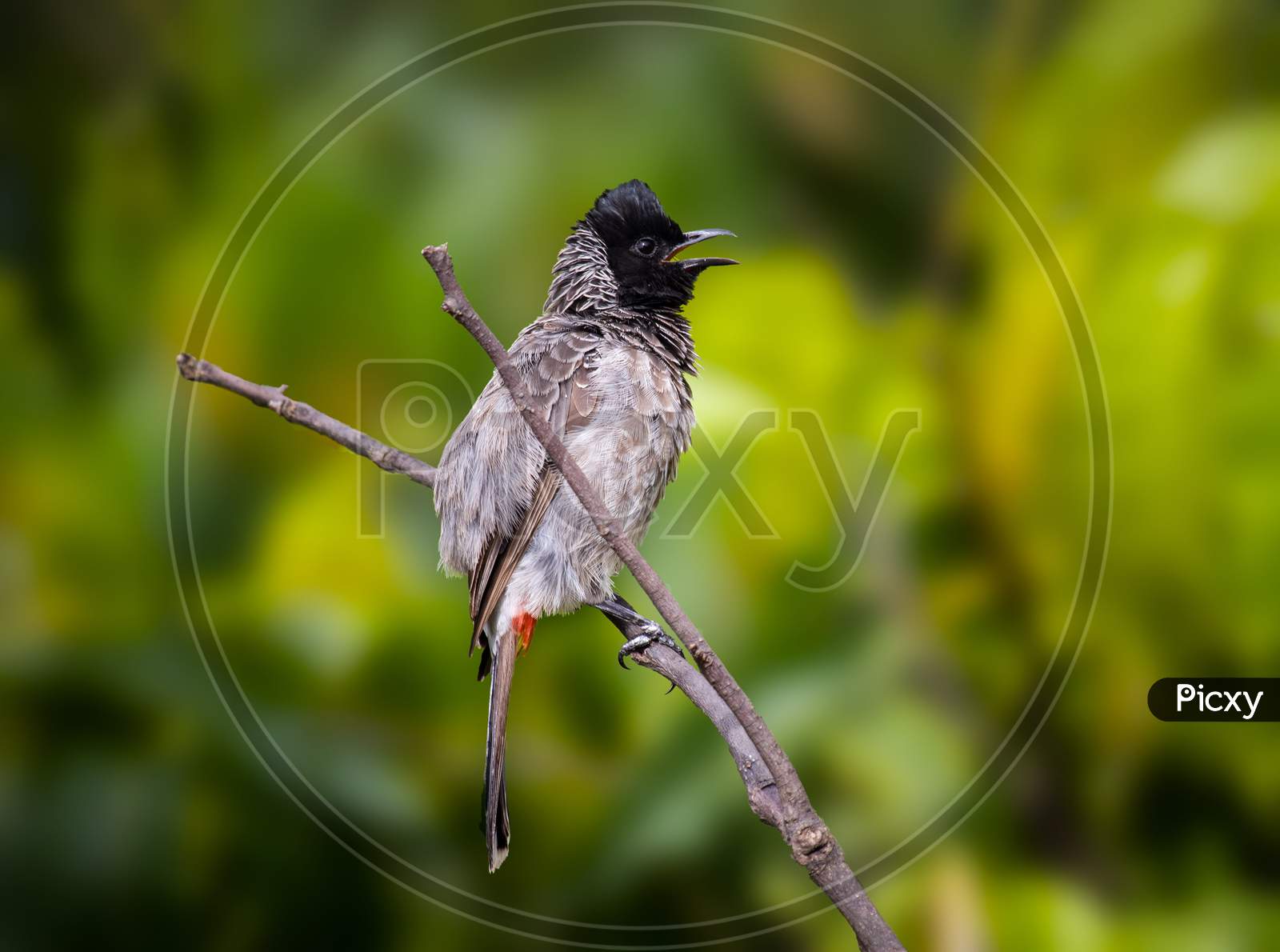 Red-vented Bulbul on a tree