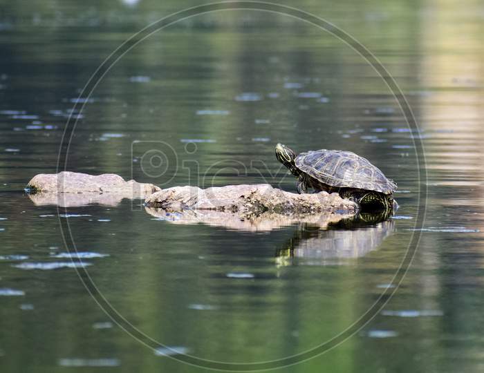 A turtle taking sun bath in the morning