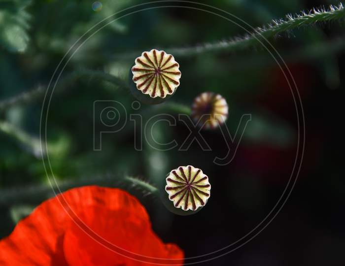 Red Corn Poppy Flower And Seeds With Blur Background In The Spring Season.