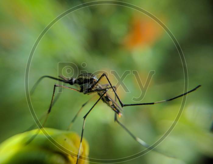 Mosquito resting on a leaf