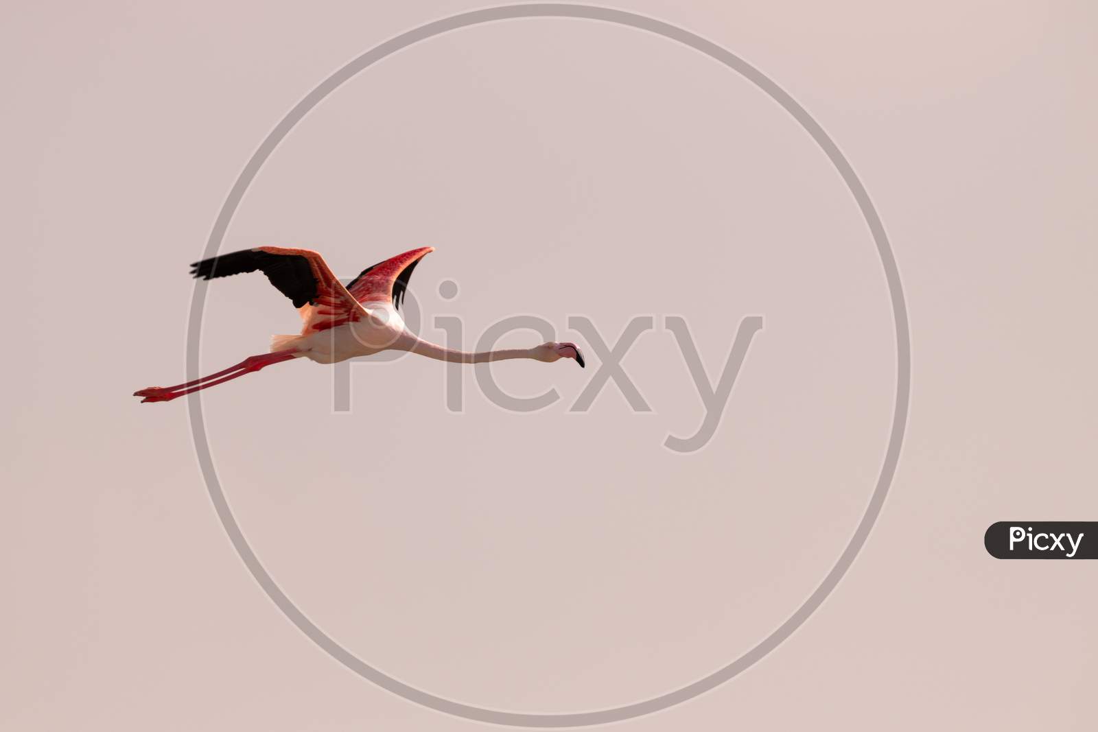 Lone Greater Flamingo In Flight