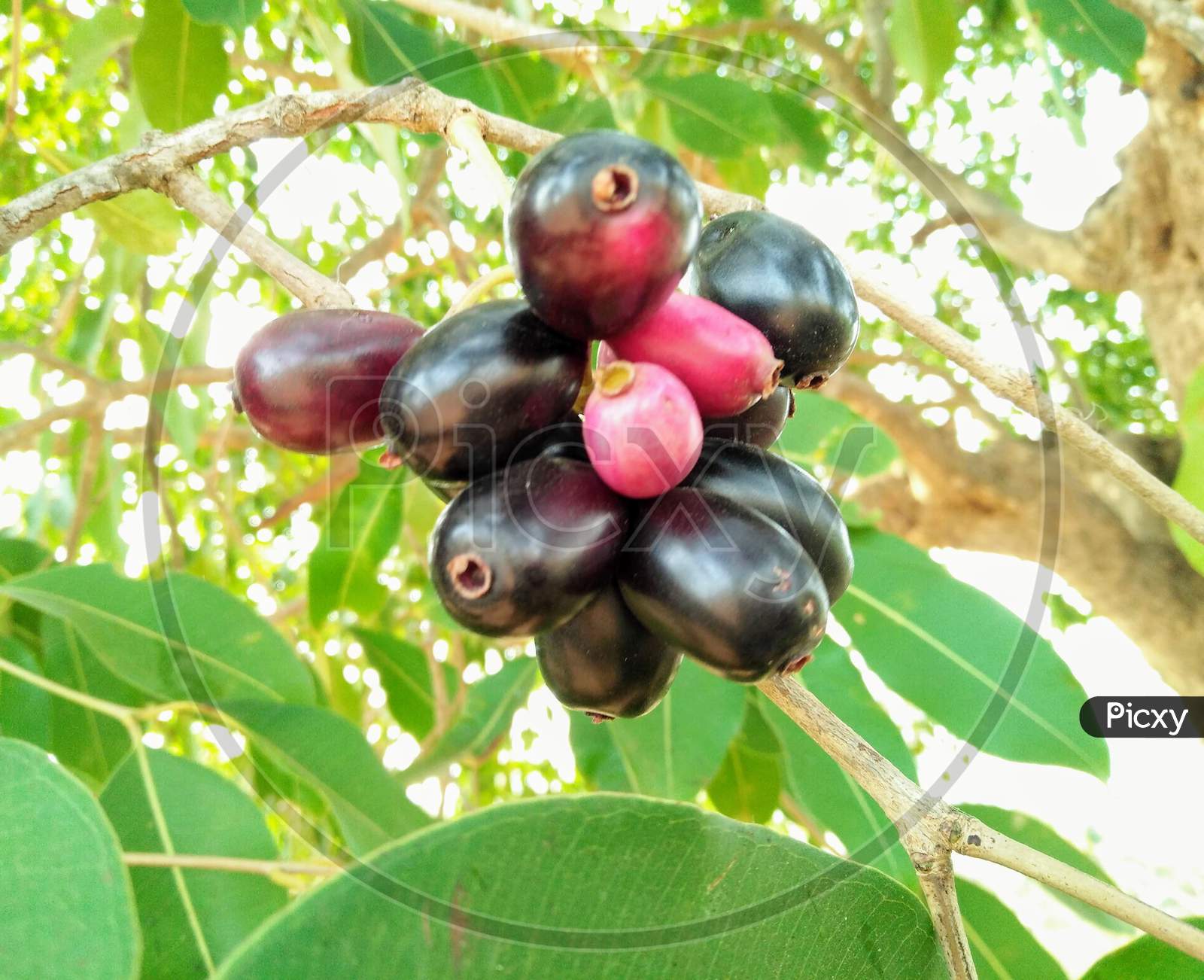 Goan jungle fruit