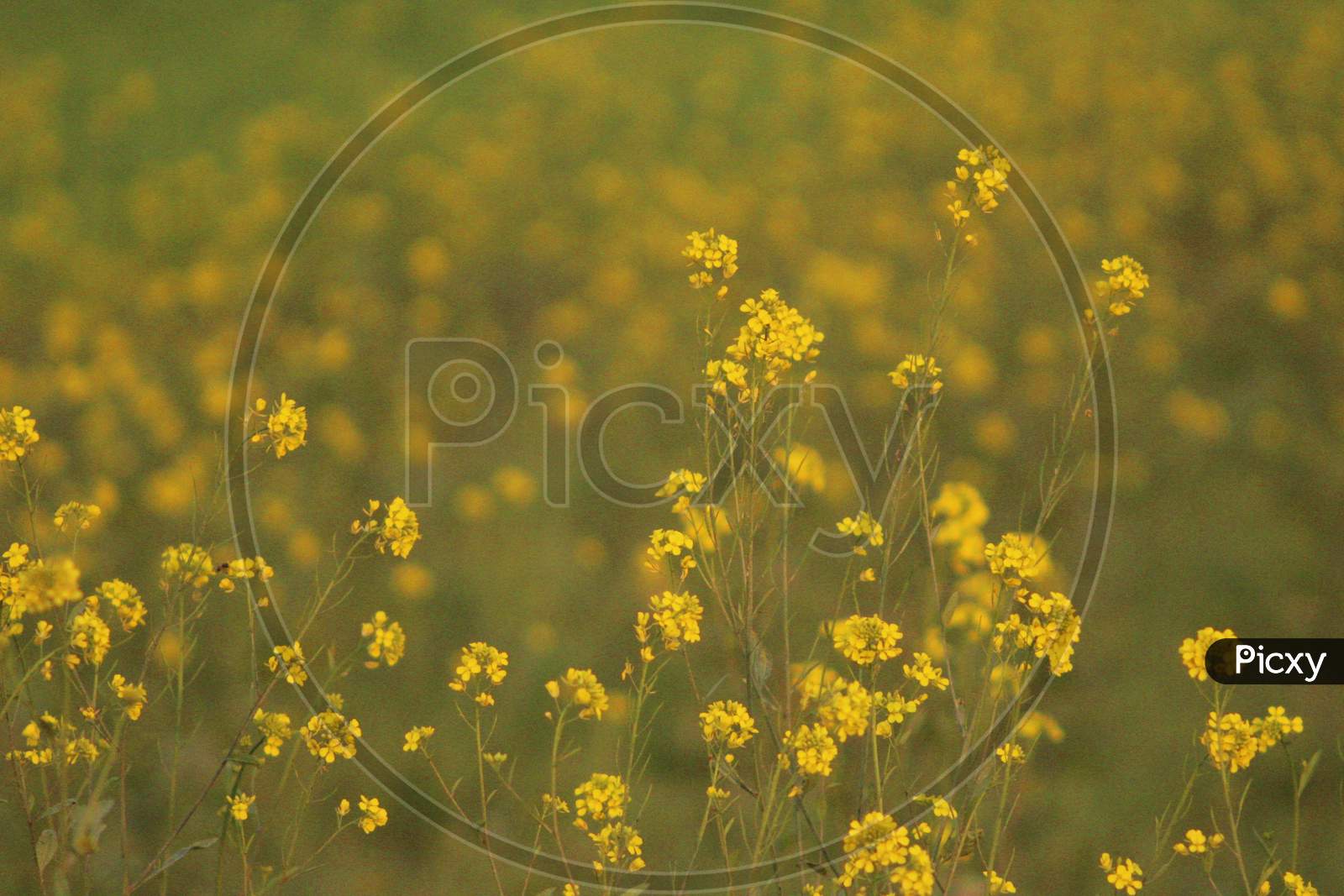 Mustard Flower, Photo