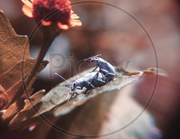 Beetles,macro