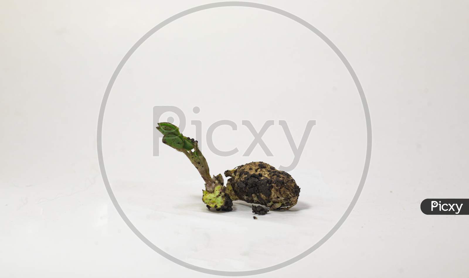 Macro Of Groundnut (Arachis Hypogaea) Seedling Germinated On A White Background. Sprouted Peanut With A Young Sprout