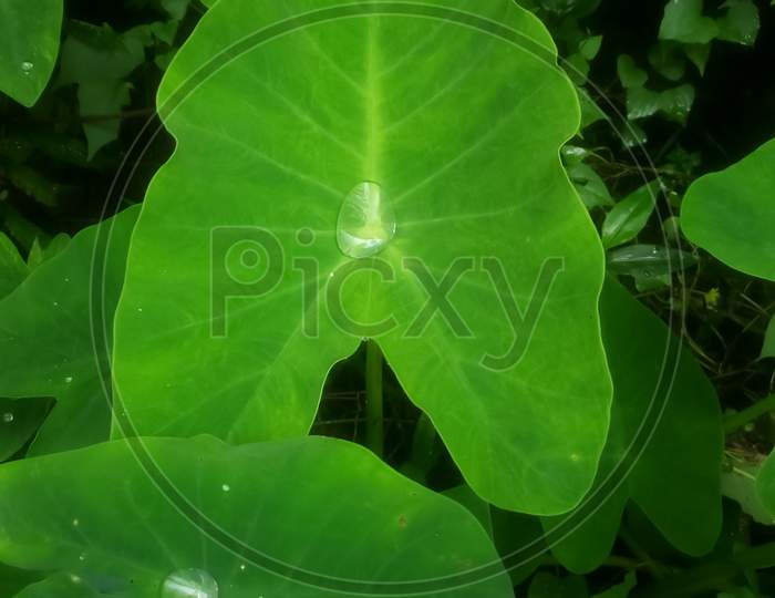 Colocasia leaves, taro leaves, green nature