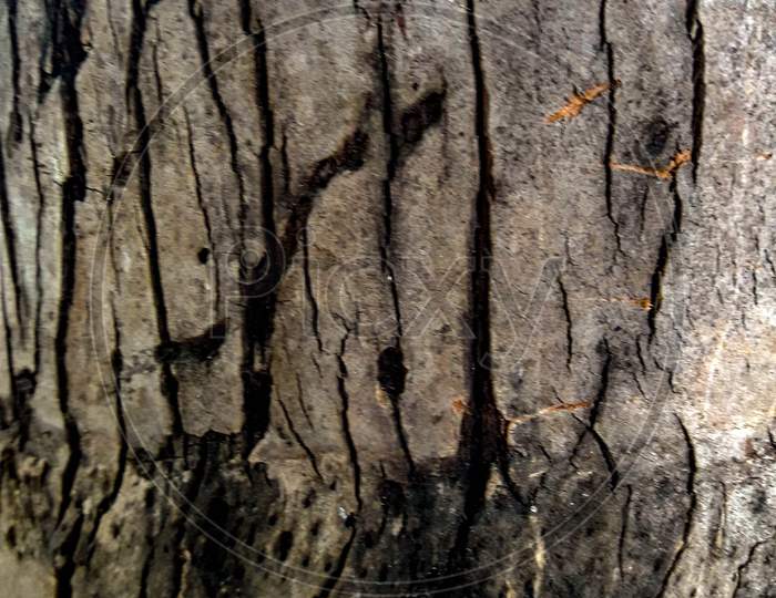 tree closeup / texture of tree