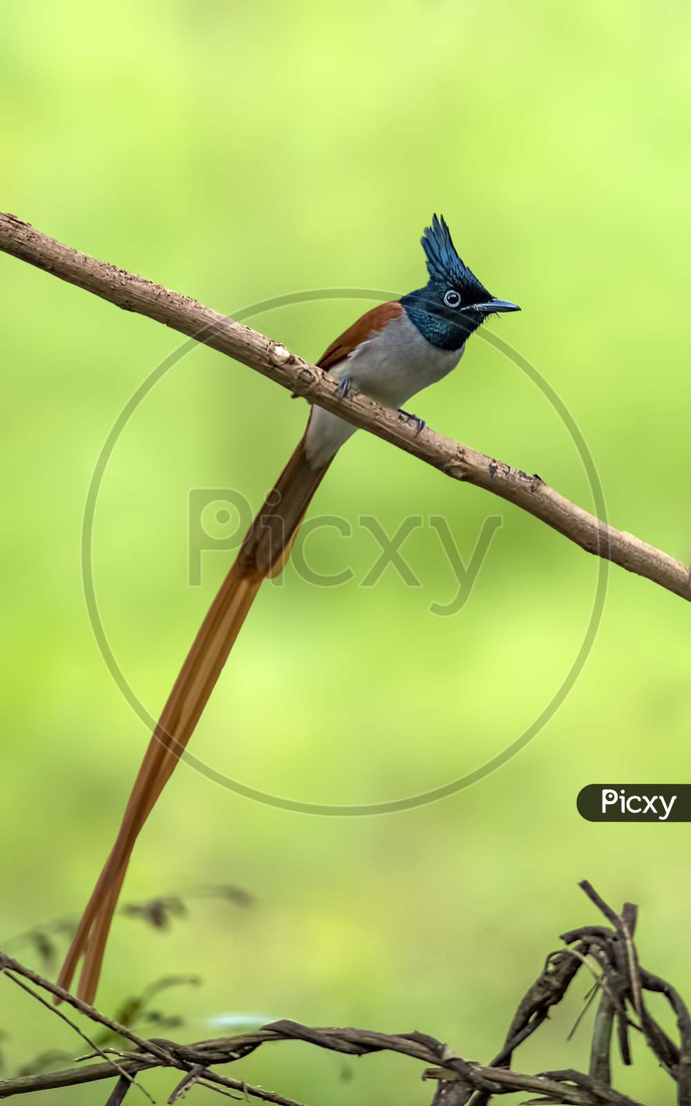 Beautiful bird perched