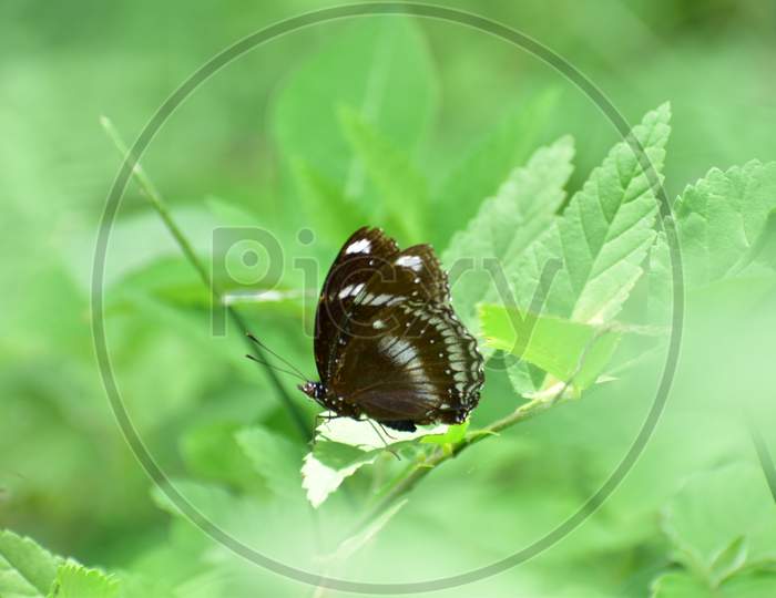 Bluemoon Butterfly