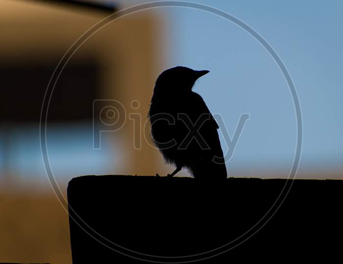A silhouette picture of a little sparrow
