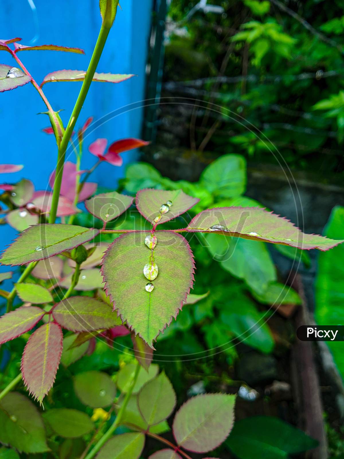 Drop on leaf after rain