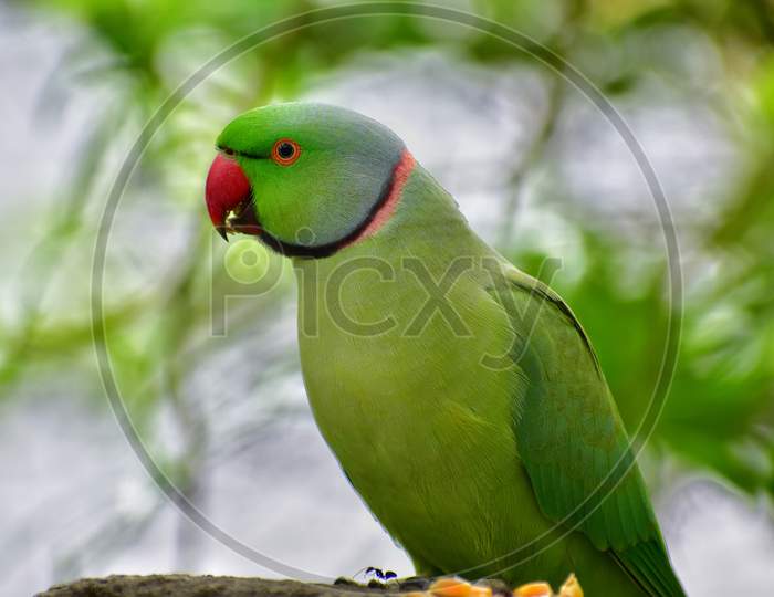 single parrot