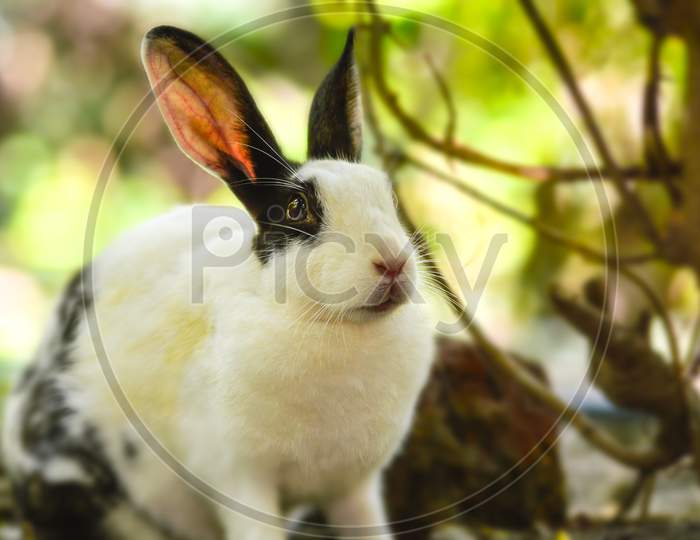 A Hare Rabbit Sitting On The Forest Floor Looking At The Camera