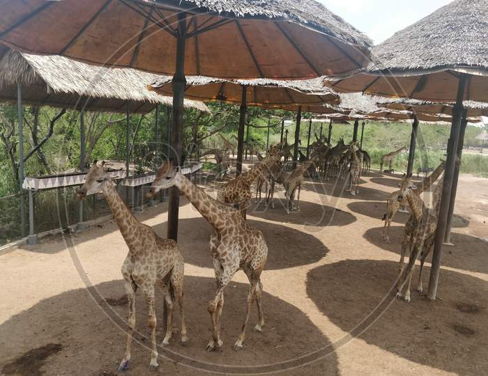 Giraffe and wildlife