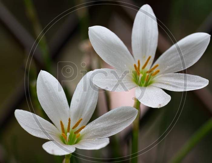 White Rain Lily Flowers