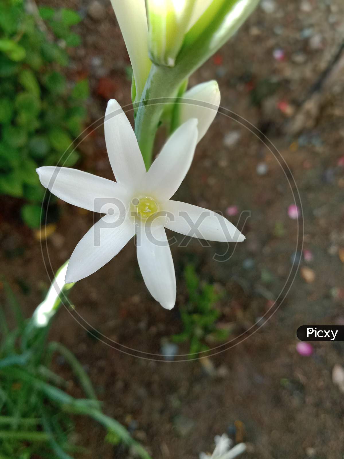 Portrait white flower
