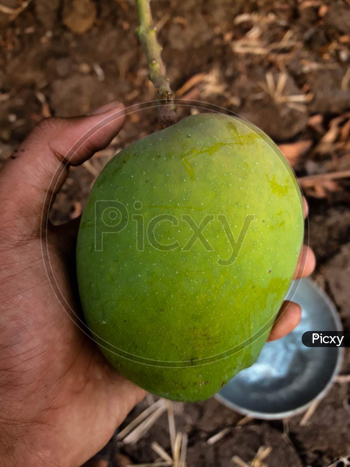 Mango in hand