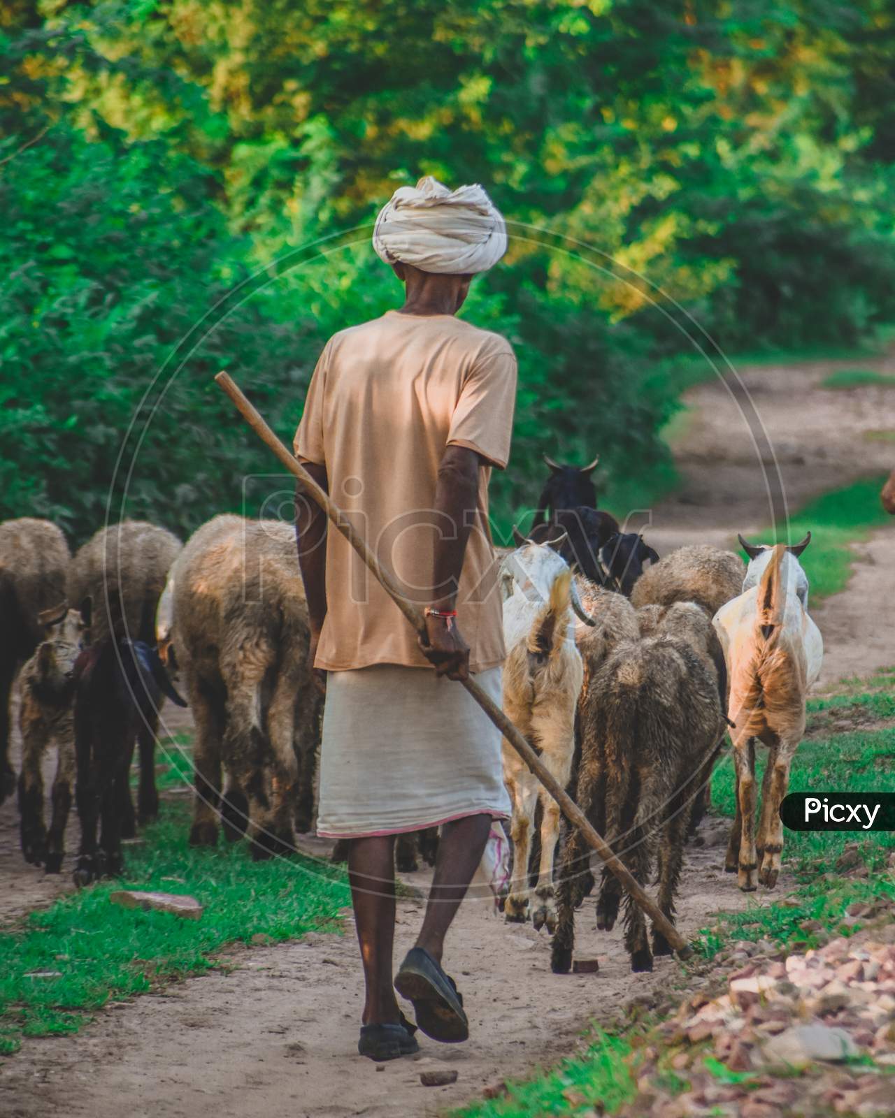 An old indian shepherd with his sheeps and goats