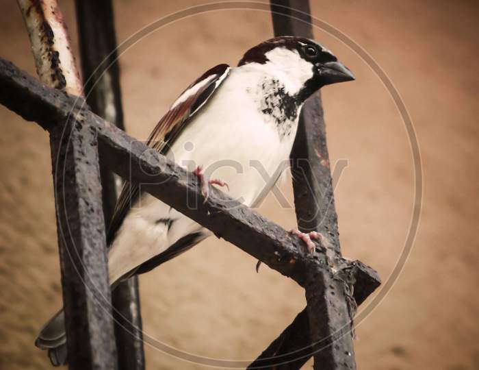 Sparrow bird photo