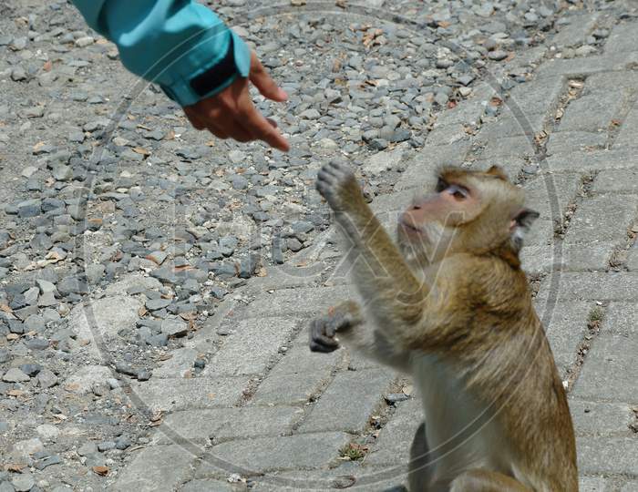 Macaca Fascicularis (Long-Tailed Macaque)