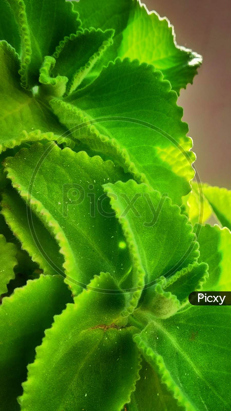 Green leaf HDR