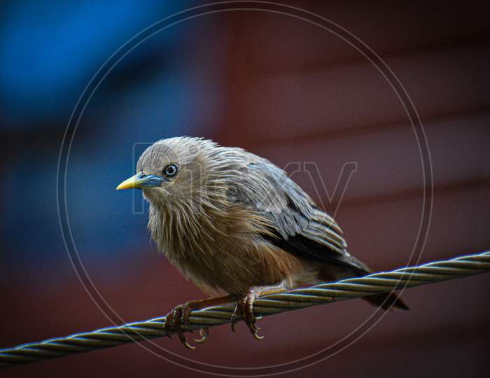 Bird on the electric wire