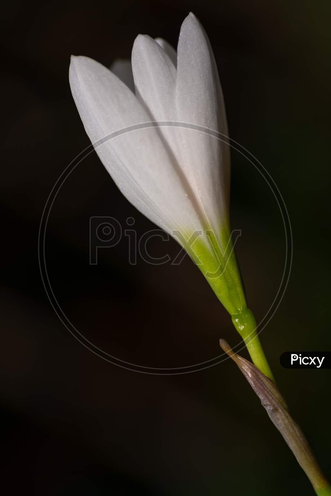 White Rain Lily Flower