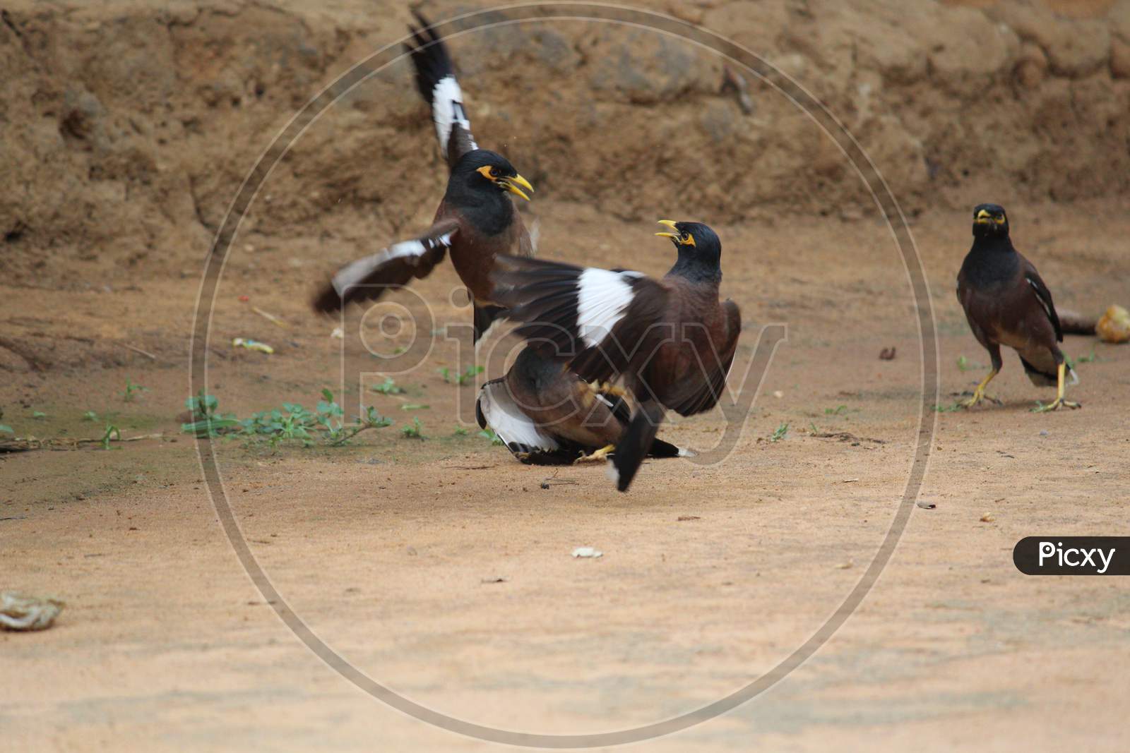 Common Myna Fighting Each Other