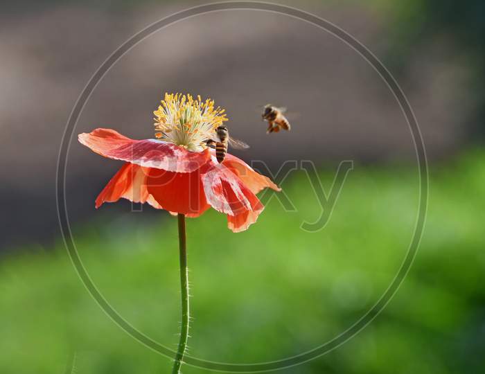 Red Corn Poppy Flower With Blur Background In the Spring Season.