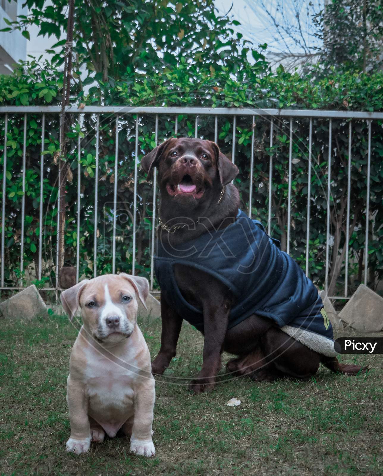 American bully puppy posing with adult Labrador dog