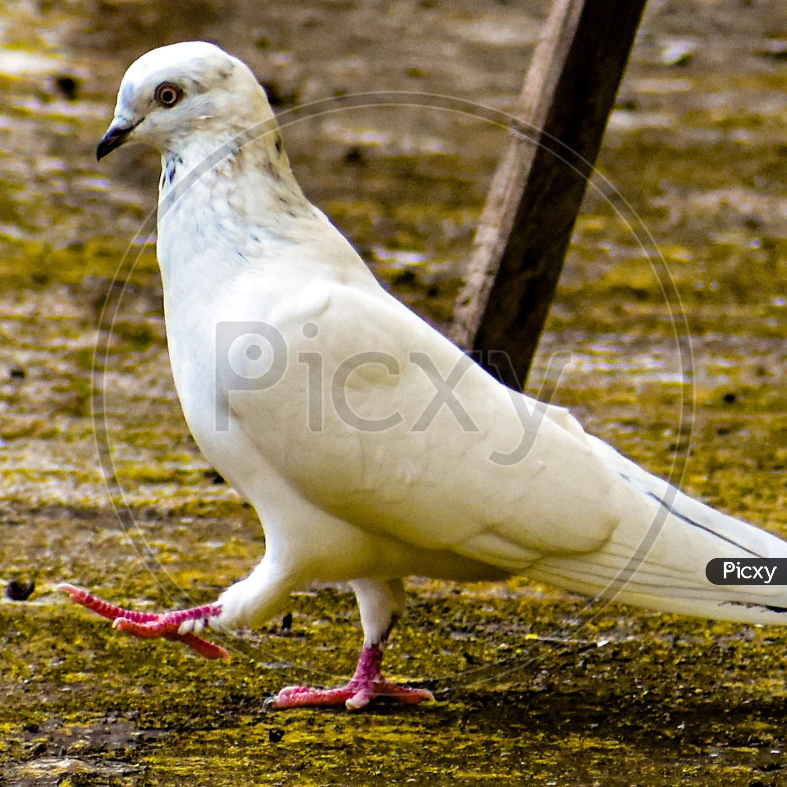 White Pegeon bird Massakali