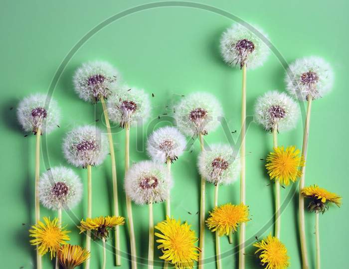 Blooming yellow and white  ripened dandelion flowers on a green background