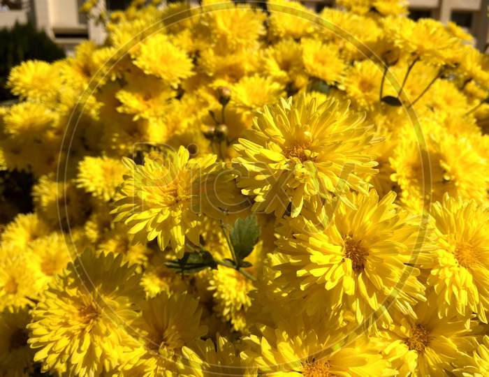 Yellow flowers dandelion