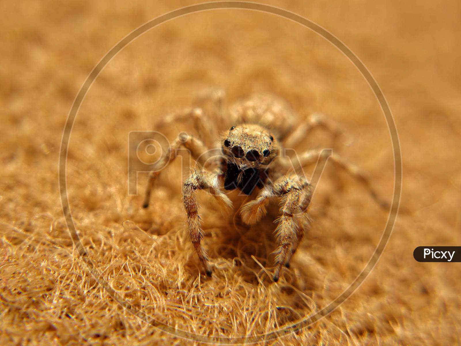 spider close Up, macro photo