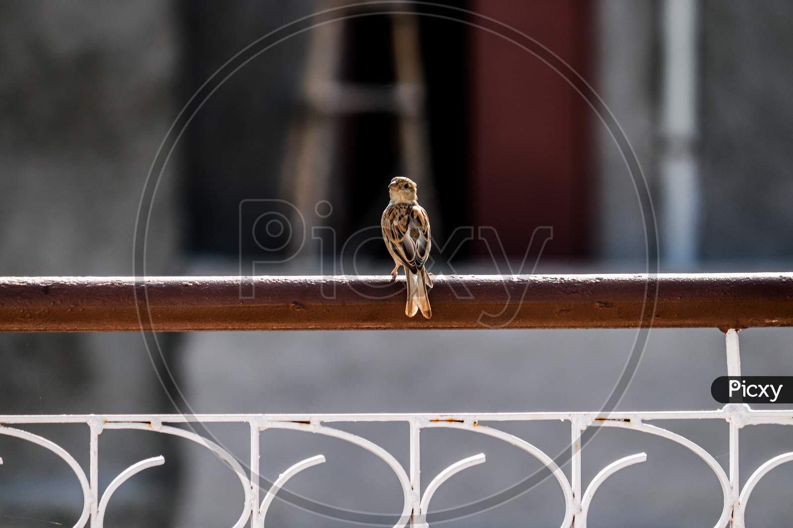 House Sparrow on iron bar