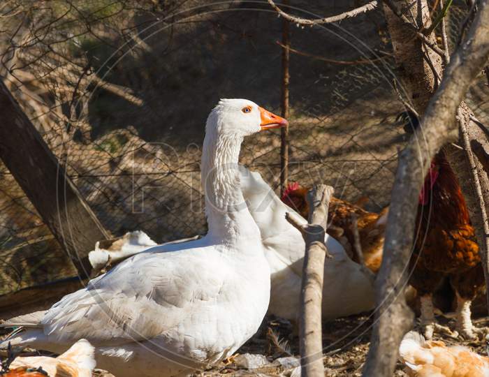 Portrait Of The Goose In The Chicken Coop On The Farm