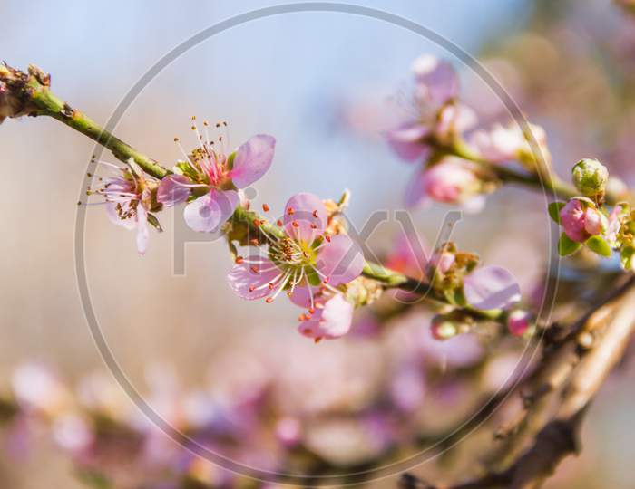 Peach Blossom With Blur Background In August