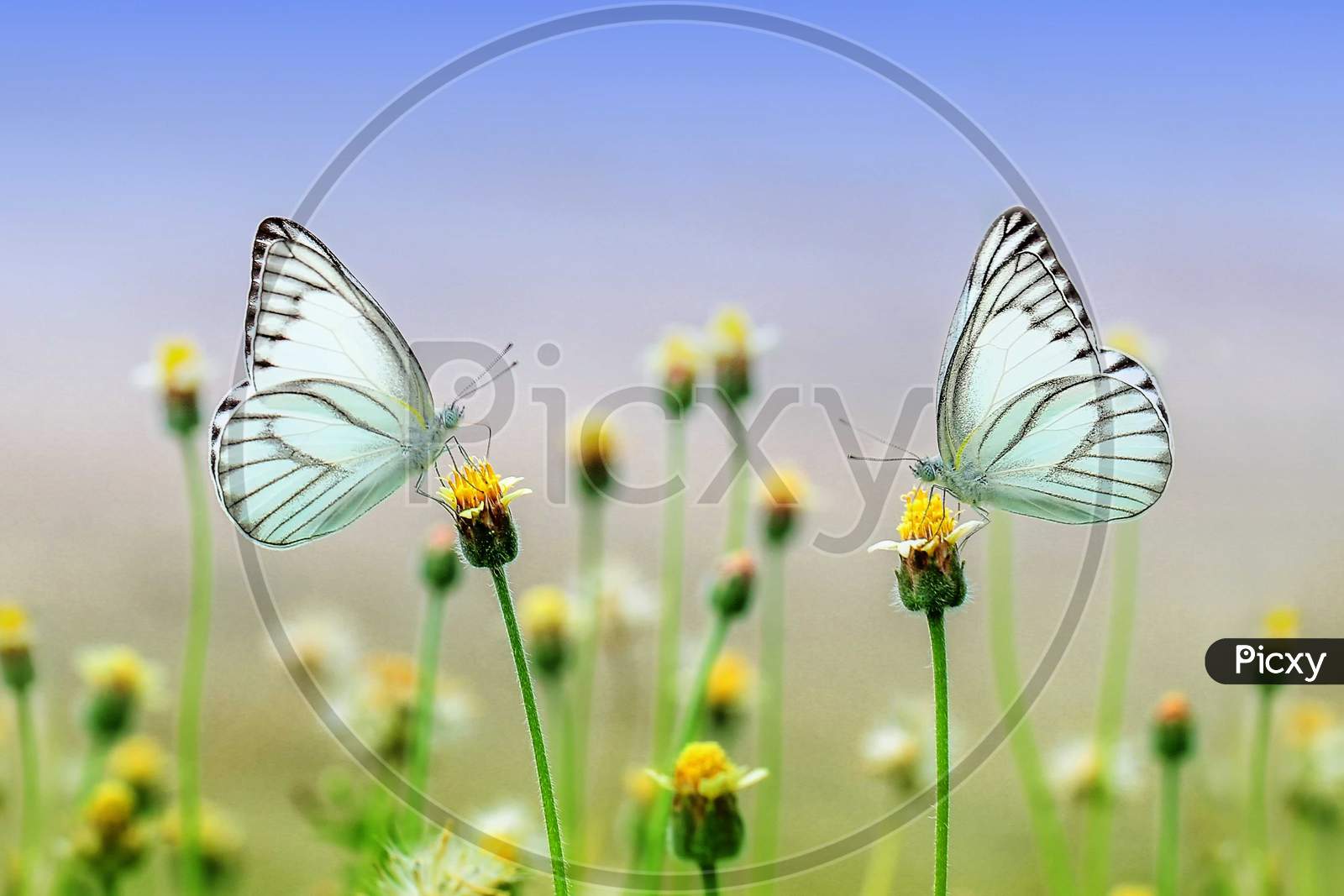 Beautiful Butterflies, Flowers, Nature's Beauty