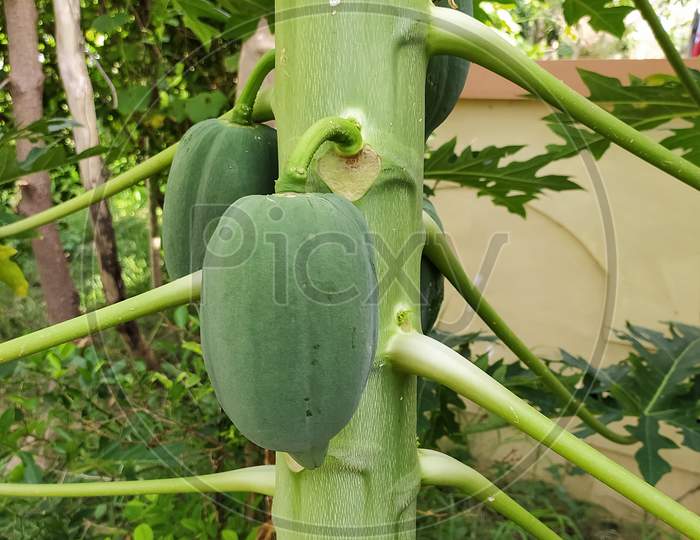 Organic Green Papaya on The Tree in Garden Branch of Plant, Plant or Fruit from India.
