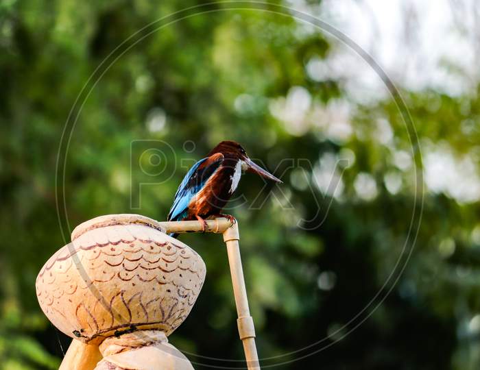 Kingfisher bird on a pot