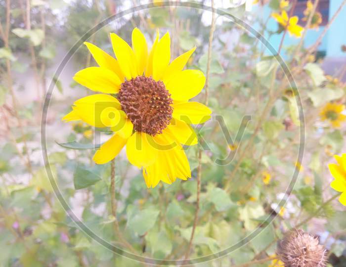 Sunflower macro photography