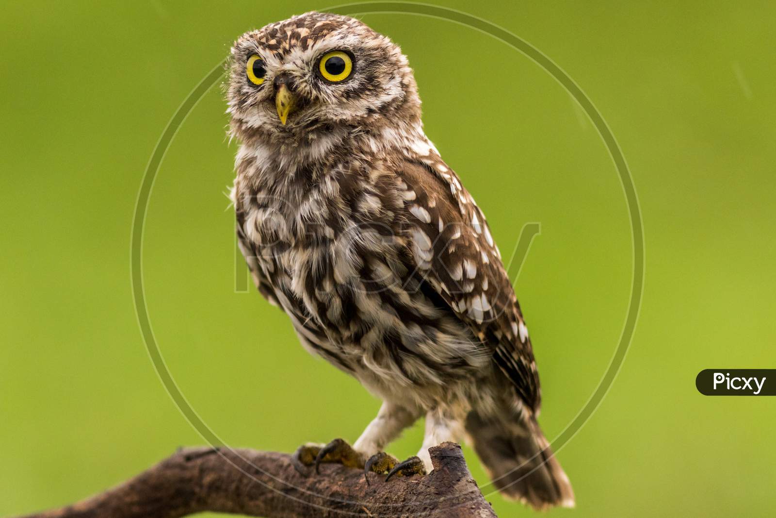 owl on the branch