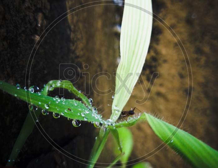 Ant on leaf, water drops on leaf