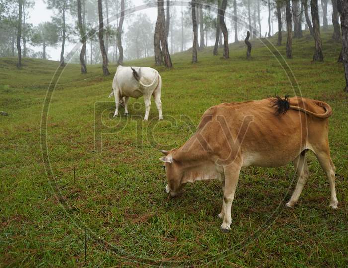 Cows Graze On Mountain Hills In A Foggy Morning.Picturesque And Gorgeous Foggy Morning Scene.