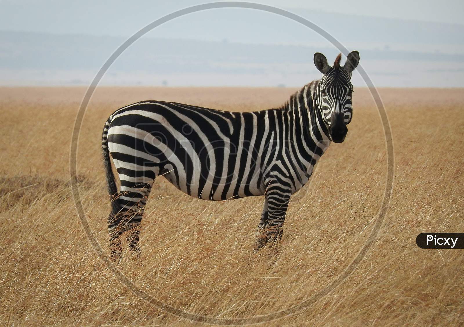 zebra on the grass field